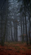 Dark forest at dusk with autumnal leaves and cool atmosphere, mystical, romantic, Rennsteig,