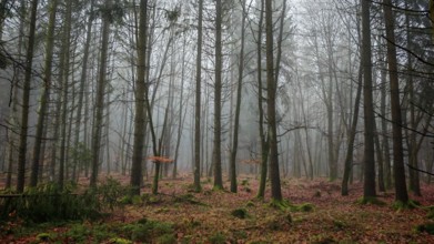 Autumn forest with colorful leaves and light fog, mystical, romantic, Rennsteig, Frankenwald