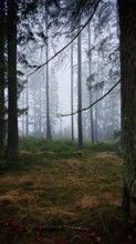 Misty forest with tall trees and a quiet winter atmosphere, mystical, romantic, Rennsteig,