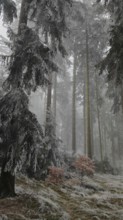 Snowy forest with tall trees and frosty ground, mystical, romantic, Rennsteig, Frankenwald