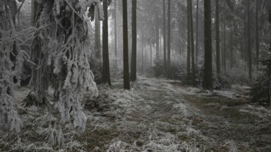 Frosty forest with foggy atmosphere and quiet, cold atmosphere, mystical, romantic, Rennsteig,