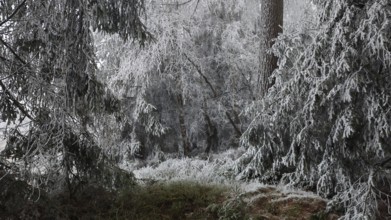 Dense forest with severe frost and a quiet, cold winter atmosphere, Rennsteig, Frankenwald