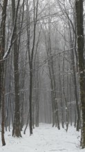 Snow-covered forest with tall trees in a quiet winter atmosphere, mystical, romantic, Rennsteig,
