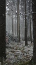 Tall trees in a foggy, frosty forest in wintry weather, mystical, romantic, Rennsteig, Franconian