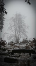 Lonely tree in a foggy, monochrome landscape, mystical, romantic, Rennsteig, Thuringian Forest