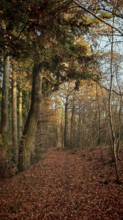 Autumn forest trail covered with colorful leaves in the evening light, mystical, romantic,