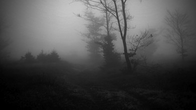 Picturesque black and white depiction of a foggy forest, mystical, romantic, Rennsteig, Thuringian