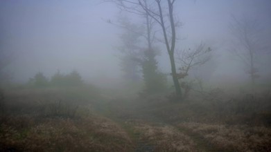 Misty landscape with bare trees and gloomy light, mystical, romantic, Rennsteig, Thuringian Forest