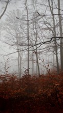 Hazy forest with red leaves and thin branches in a melancholy mood, mystical, romantic, Franconian