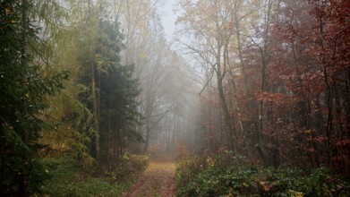A misty autumn forest with a mysterious trail and colorful foliage, mystical, romantic, Franconian