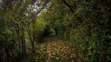 A path covered with colorful autumn leaves leads through a quiet forest trail, mystical, romantic,