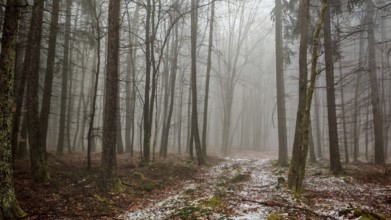 A quiet, foggy forest with autumn leaves on the ground