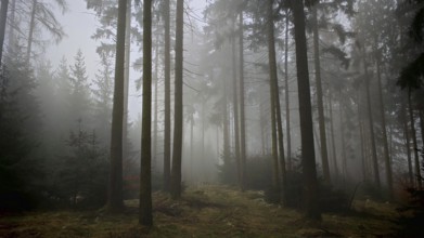 A foggy, dark forest conveys a mysterious atmosphere