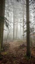 A foggy forest with tall trees creates a quiet, mystical atmosphere