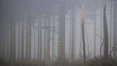 Pale fog envelops tall trees and creates a mystical atmosphere