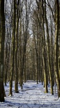 Snowy forest trail with bare trees and occasional sunlight, creates winter rest