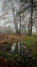 A quiet stream reflects trees in a foggy, serene landscape, mystical, romantic, Rennsteig,
