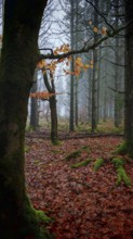 Autumnal forest with moist soil and foggy morning atmosphere, mystical, romantic, Rennsteig,