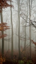 Clouds of fog surround the trees in a silent, melancholy autumn forest, mystical, romantic,