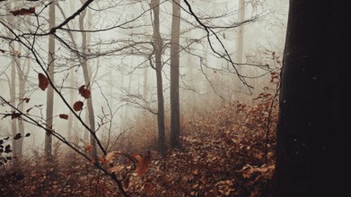 Foggy, brown and red colored forest with silent, melancholy shades, mystical, romantic, Franconian