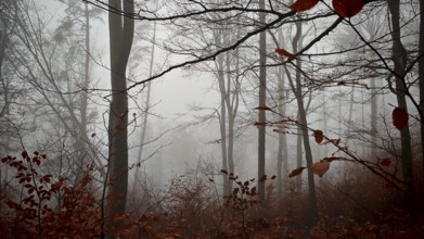 Misty forest with fallen leaves and bare branches full of mystical peace, mystical, romantic,
