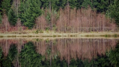 Lake reflects trees and vegetation, autumnal atmosphere, Franconian Forest