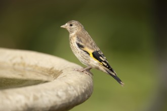 European goldfinch (Carduelis carduelis) juvenile garden bird on a bird bath in summer, England,
