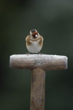 European goldfinch (Carduelis carduelis) adult garden bird on a frost covered fork handle in