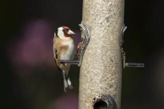 European goldfinch (Carduelis carduelis) adult bird on a garden bird feeder filled with sunflower