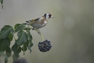 European goldfinch (Carduelis carduelis) adult garden bird on an Ivy tree branch in winter,