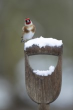 European goldfinch (Carduelis carduelis) adult garden bird on a snow covered fork handle in winter,