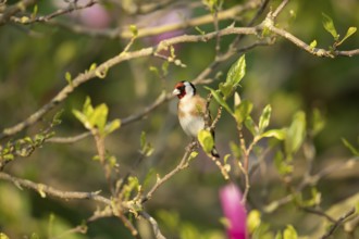 European goldfinch (Carduelis carduelis) adult bird in a garden magnolia tree in spring, England,