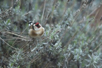 European goldfinch (Carduelis carduelis) adult bird on a garden Lavender plant in spring, England,