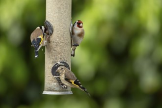 European goldfinch (Carduelis carduelis) two adult birds and a juvenile bird feeding on a garden