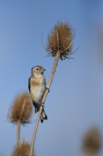 European goldfinch (Carduelis carduelis) juvenile bird on a Teasel seedhead in autumn, RSPB