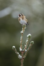 European goldfinch (Carduelis carduelis) adult bird on a snow covered Christmas spruce tree in