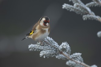 European goldfinch (Carduelis carduelis) adult garden bird on a frost covered Christmas spruce tree