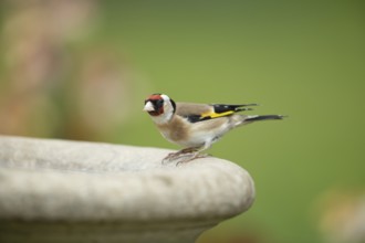 European goldfinch (Carduelis carduelis) adult garden bird on a bird bath in spring, England,