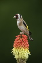 European goldfinch (Carduelis carduelis) adult garden bird on a Red hot poker flower in summer,