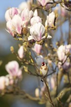 European goldfinch (Carduelis carduelis) adult bird in a garden magnolia tree with blossom in