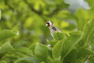 European goldfinch (Carduelis carduelis) adult bird in a garden magnolia tree in summer, England,