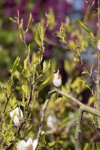 European goldfinch (Carduelis carduelis) adult bird in a garden magnolia tree in spring, England,