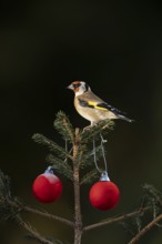 European goldfinch (Carduelis carduelis) adult garden bird on a Christmas spruce tree in winter,