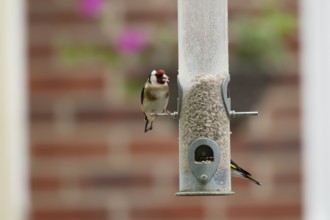 European goldfinch (Carduelis carduelis) adult bird feeding on a garden bird feeder filled with