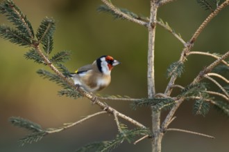 European goldfinch (Carduelis carduelis) adult garden bird on a Christmas spruce tree in winter,