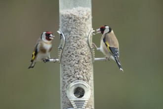 European goldfinch (Carduelis carduelis) two adult birds feeding on a garden bird feeder filled