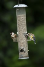 European goldfinch (Carduelis carduelis) two adult birds feeding on a garden bird feeder filled