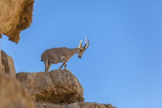 Mitzpe Ramon, Israel, Negev Desert, The Ibex a symbol of Israel in the cliffs of the Makhtesh Ramon