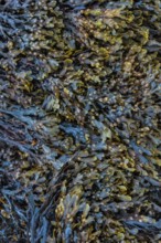 Scottish Higlands, Scotland, UK. Seaweed