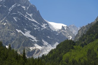 Snow-capped mountains with thick green forest under a clear blue sky, Chalaadi glaciers, Mestia,